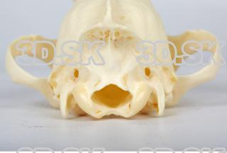 Skull Dog 0023